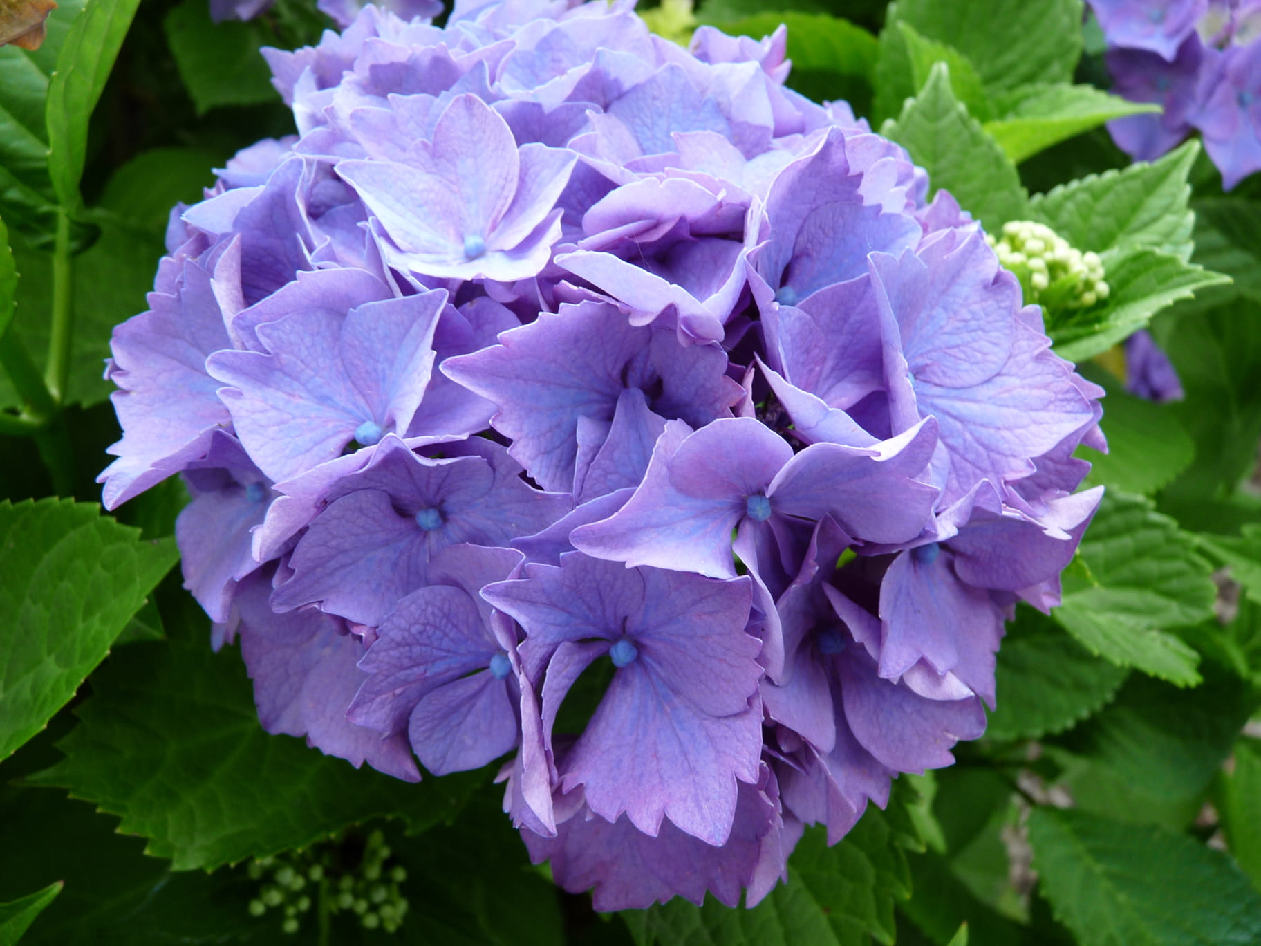 Mascotte - Hydrangea macrophylla (Fleurs rondes)