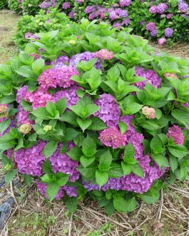 Merkur - Hydrangea macrophylla (Fleurs rondes)