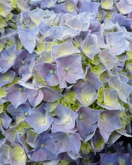 Miss Hepburn - Hydrangea macrophylla (Fleurs rondes)
