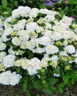 Madame Gilles Goujon - Hydrangea macrophylla (Fleurs rondes)