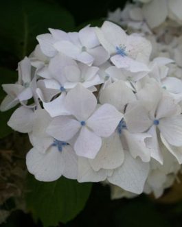 Madame Gilles Goujon - Hydrangea macrophylla (Fleurs rondes)