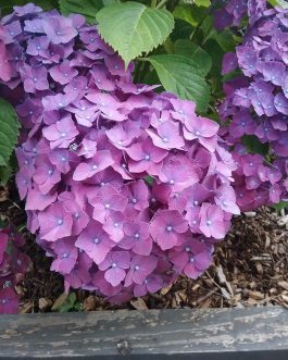 Montgomery - Hydrangea macrophylla (Fleurs rondes)
