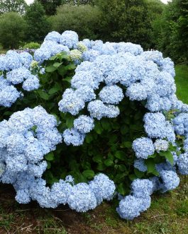 Mousseline - Hydrangea macrophylla (Fleurs rondes)