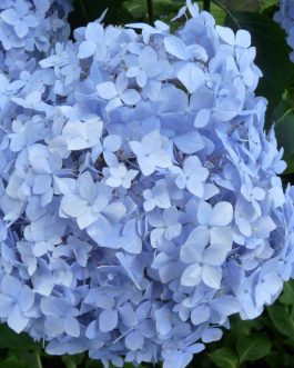 Mousseline - Hydrangea macrophylla (Fleurs rondes)