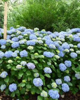 Niedersachsen - Hydrangea macrophylla (Fleurs rondes)