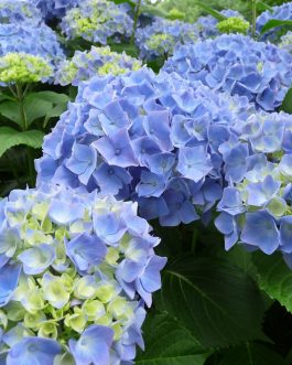 Niedersachsen - Hydrangea macrophylla (Fleurs rondes)