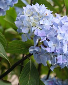 Nigra - Hydrangea macrophylla (Fleurs rondes)