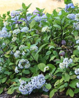 Nigra - Hydrangea macrophylla (Fleurs rondes)