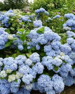 Nikko Blue - Hydrangea macrophylla (Fleurs rondes)