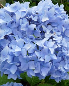 Nikko Blue - Hydrangea macrophylla (Fleurs rondes)
