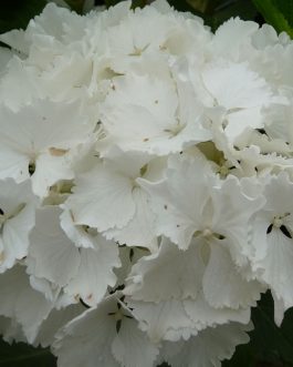 Nymphe - Hydrangea macrophylla (Fleurs rondes)