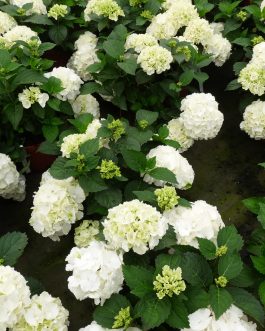 Nymphe - Hydrangea macrophylla (Fleurs rondes)