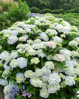Otaksa Monstruosa - Hydrangea macrophylla (Fleurs rondes)