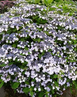 Doyma - Hydrangea macrophylla (Fleurs plates)