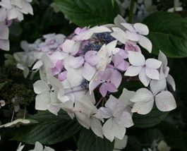 Jean Varnier - Hydrangea macrophylla (Fleurs plates)