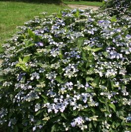 Mariesii Lilacina - Hydrangea macrophylla (Fleurs plates)