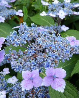 Mariesii Lilacina - Hydrangea macrophylla (Fleurs plates)