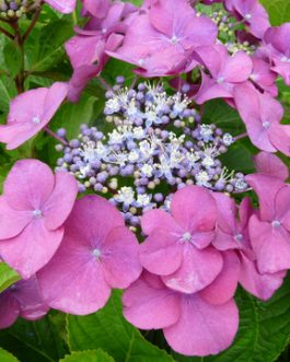 Möwe - Hydrangea macrophylla (Fleurs plates)