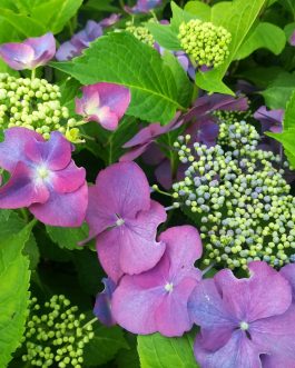 Möwe - Hydrangea macrophylla (Fleurs plates)