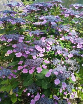 Atmosphère - Hydrangea macrophylla (Fleurs plates)