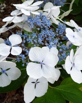 Bachstelze - Hydrangea macrophylla (Fleurs plates)