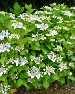 Beauté Vendômoise - Hydrangea macrophylla (Fleurs plates)