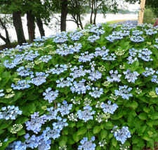 Blauling - Hydrangea macrophylla (Fleurs plates)