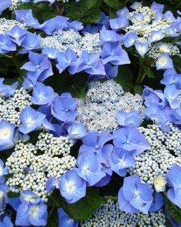 Blaumeise - Hydrangea macrophylla (Fleurs plates) - 35 litres (6 à 8 ans)