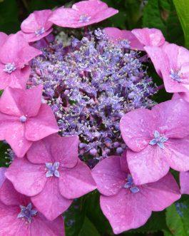 Buchfink - Hydrangea macrophylla (Fleurs plates)