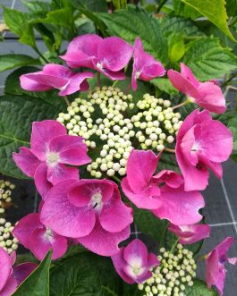 Buntspecht - Hydrangea macrophylla (Fleurs plates)