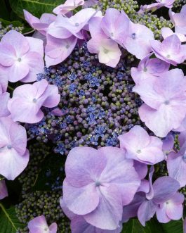 Geisha - Hydrangea macrophylla (Fleurs plates)