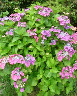 Geoffrey Chadbund - Hydrangea macrophylla (Fleurs plates)
