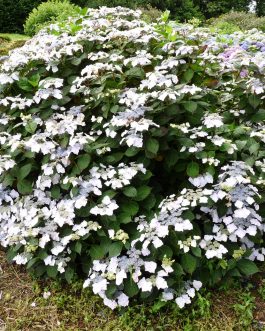 Grant's Choice - Hydrangea macrophylla (Fleurs plates)