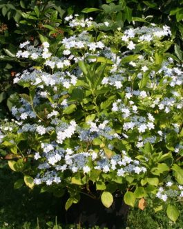 Hanabi - Hydrangea macrophylla (Fleurs plates)