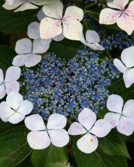 Hatsushimo - Hydrangea macrophylla (Fleurs plates)