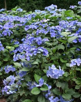 Iowa - Hydrangea macrophylla (Fleurs plates)