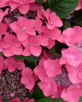 Kardinal - Hydrangea macrophylla (Fleurs plates)