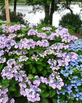 Messaline - Hydrangea macrophylla (Fleurs plates)