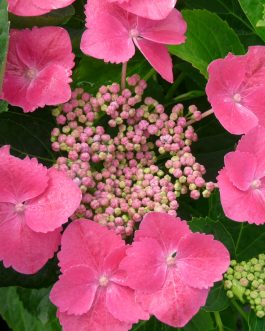 Müke - Hydrangea macrophylla (Fleurs plates)
