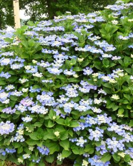 Nachtigal - Hydrangea macrophylla (Fleurs plates)