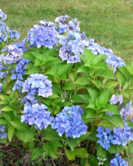 Papagei - Hydrangea macrophylla (Fleurs plates)