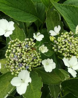 Variegata - Hydrangea macrophylla (Fleurs plates)