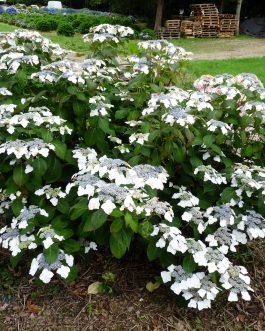 Veitchii - Hydrangea macrophylla (Fleurs plates)