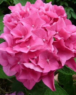 Prince rouge - Hydrangea macrophylla (Fleurs rondes)