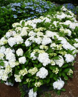 Rahic - Hydrangea macrophylla (Fleurs rondes)
