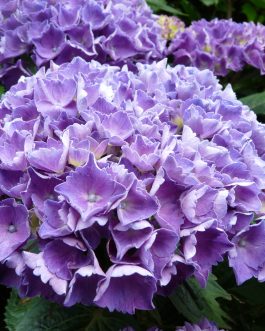 Red Baron - Hydrangea macrophylla (Fleurs rondes)