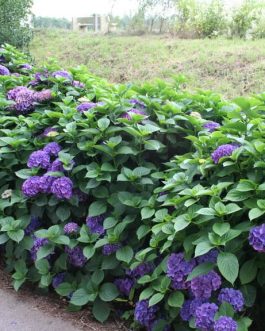 Red Baron - Hydrangea macrophylla (Fleurs rondes)