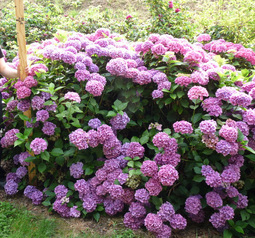 Rex - Hydrangea macrophylla (Fleurs rondes)