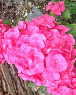 Royal - Hydrangea macrophylla (Fleurs rondes)
