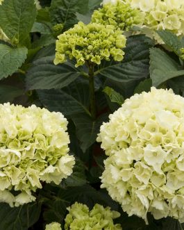 Schneeball - Hydrangea macrophylla (Fleurs rondes)